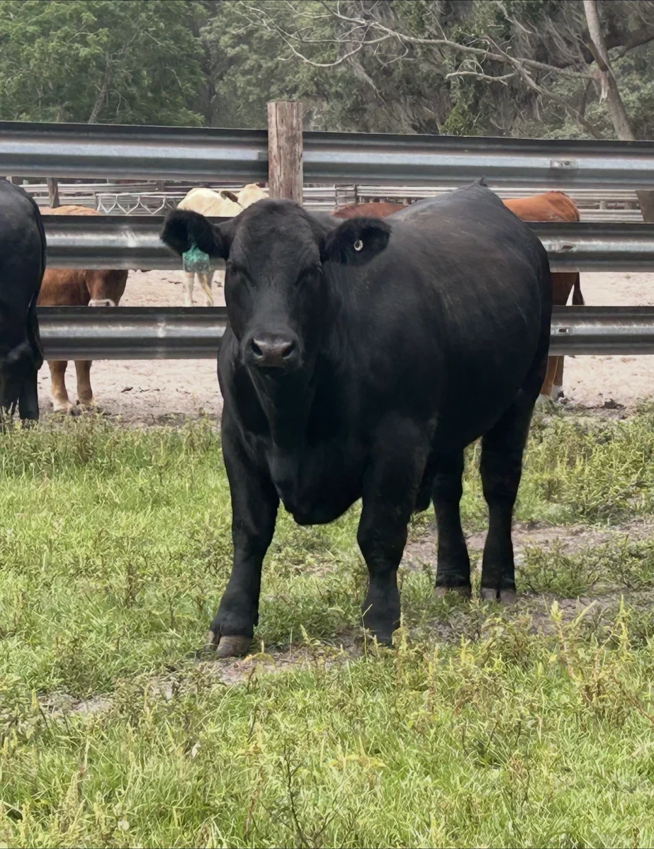 Black Angus cow up close at the fence line