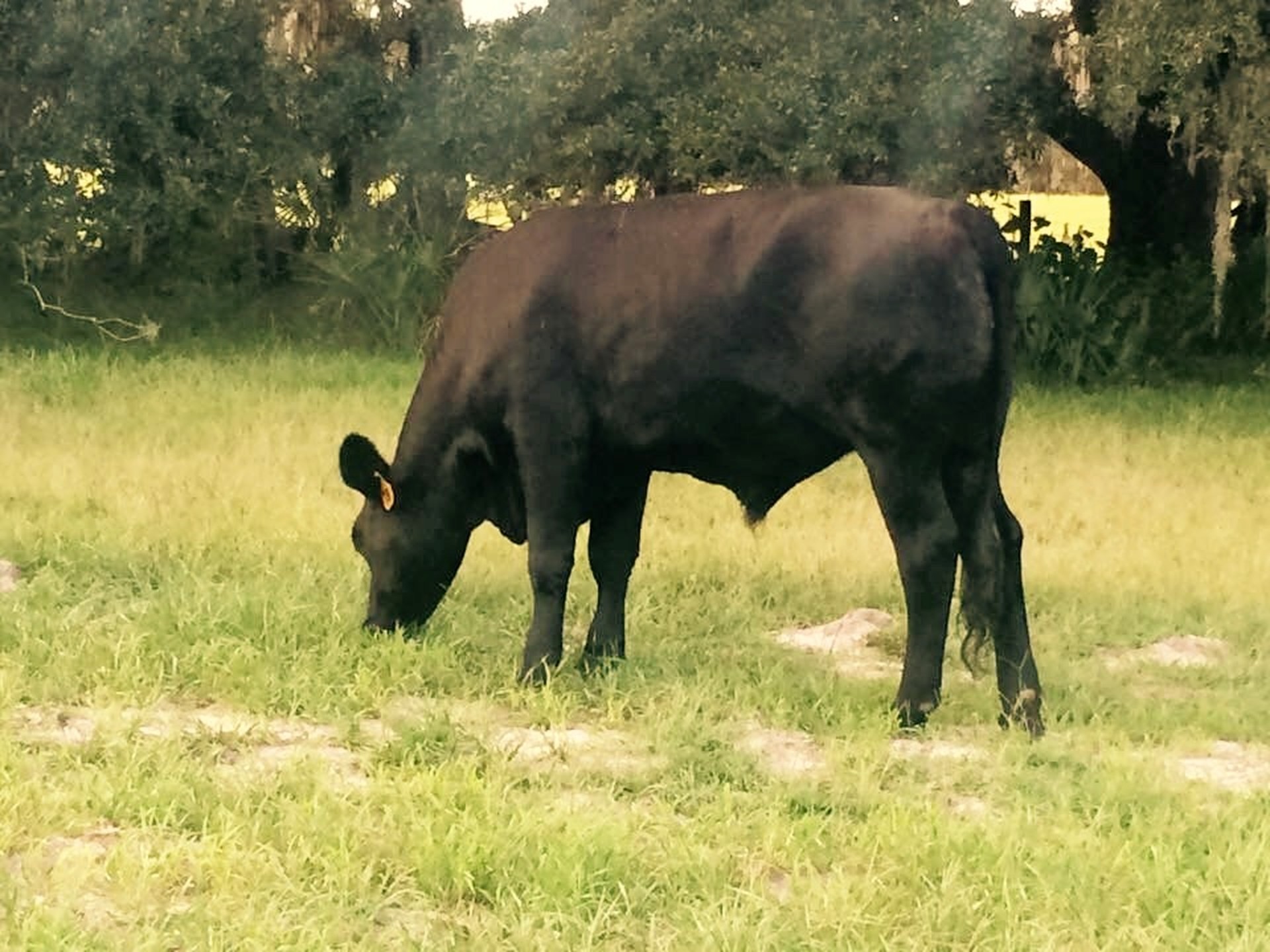 Cattle grazing on green pasture at golden hour