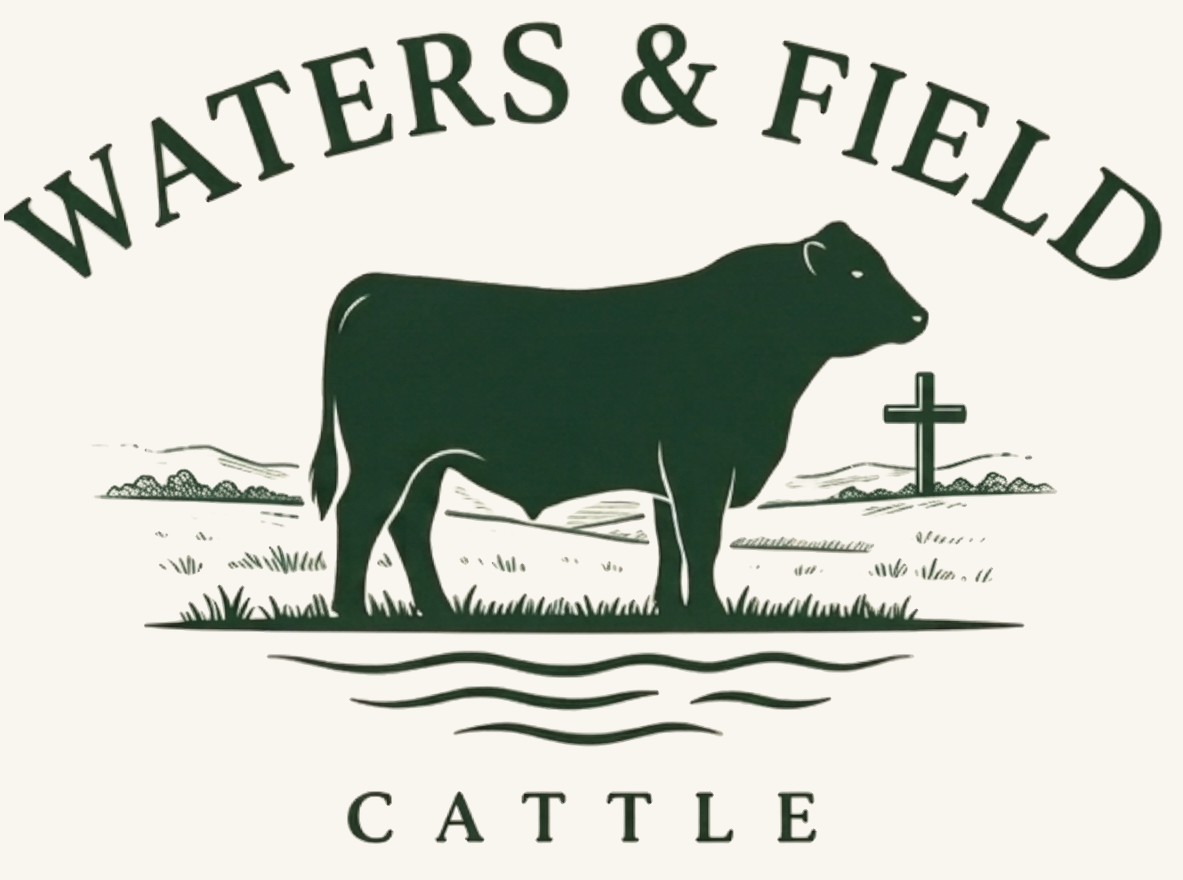 Waters & Field Cattle — Angus steer with cross on the horizon over water ripples