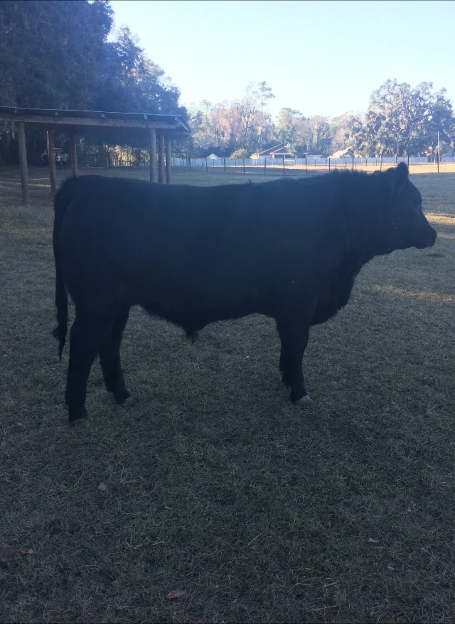 Black Angus standing by the open barn on the farm