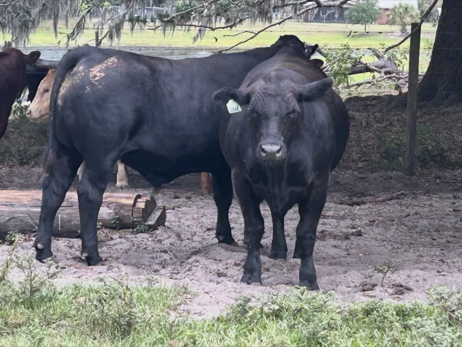 Two Angus cows by the pond under mossy oaks
